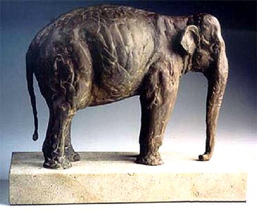 indian elephant