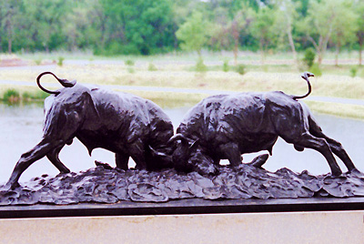 buffalo bulls fighting