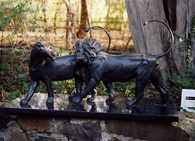 lion and lioness courting