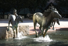 the mustangs of las colinas