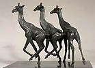 three  giraffe running