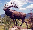 wapiti